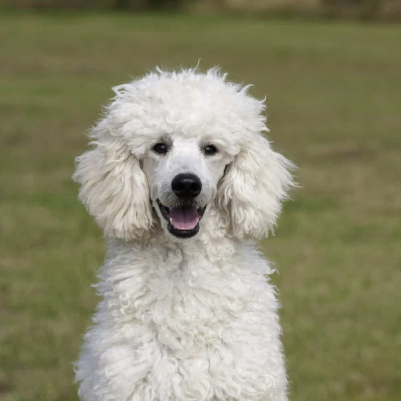 Poodles are often mixed with other breeds to get the desired temperament