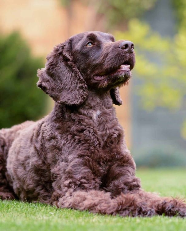 what poodle mix is best