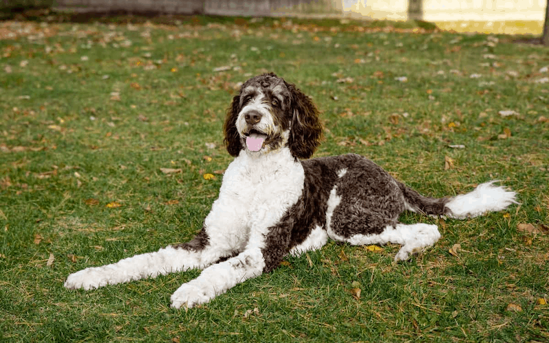 Bernedoodle Appearance