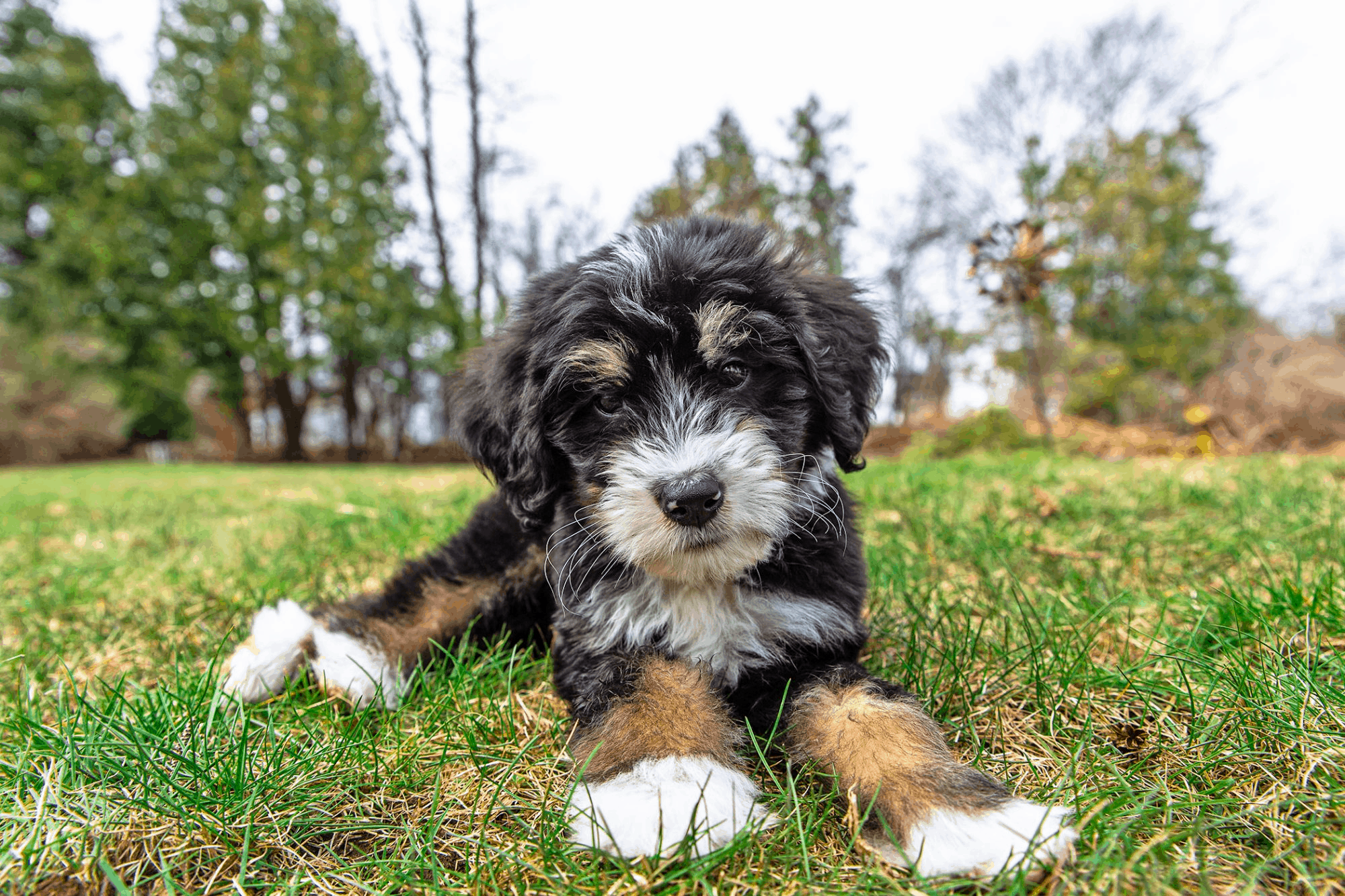 Bernedoodle Dog Guide