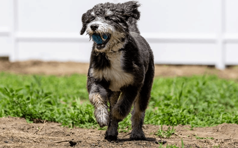 Bernedoodle Excerise Requirements