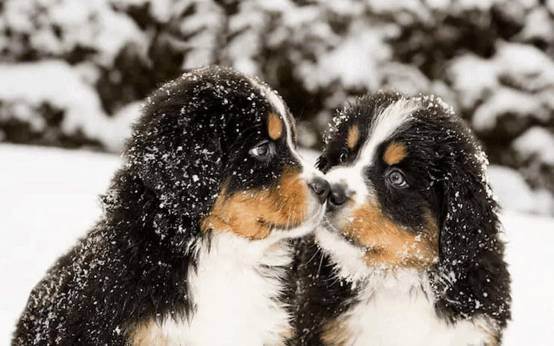 Bernedoodle Puppies