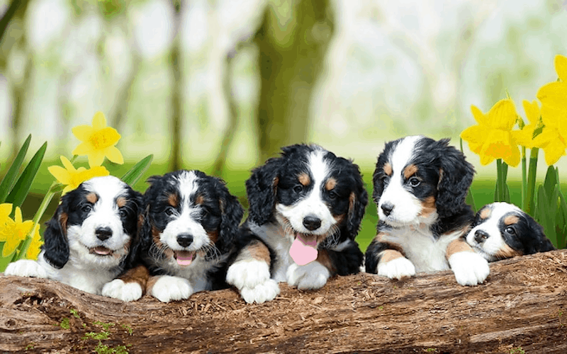 Bernedoodles Are A Great Family Friendly Dog Breed