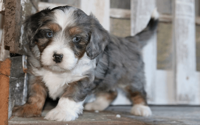 Mini Bernedoodle