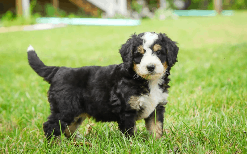 Tri Coloured Bernedoodles