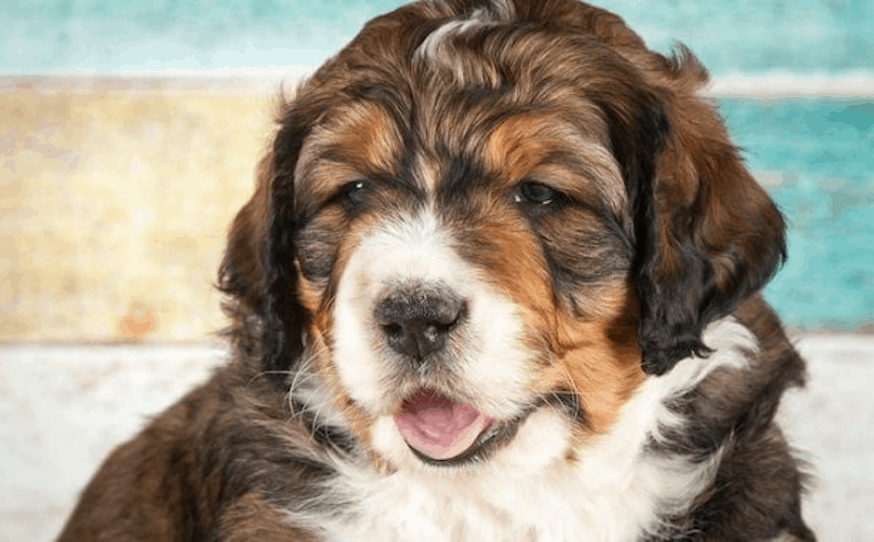 What Is a Bernedoodle?