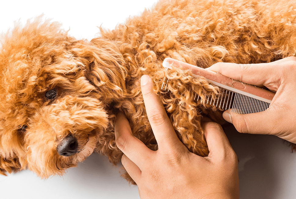 Grooming Your Poodle