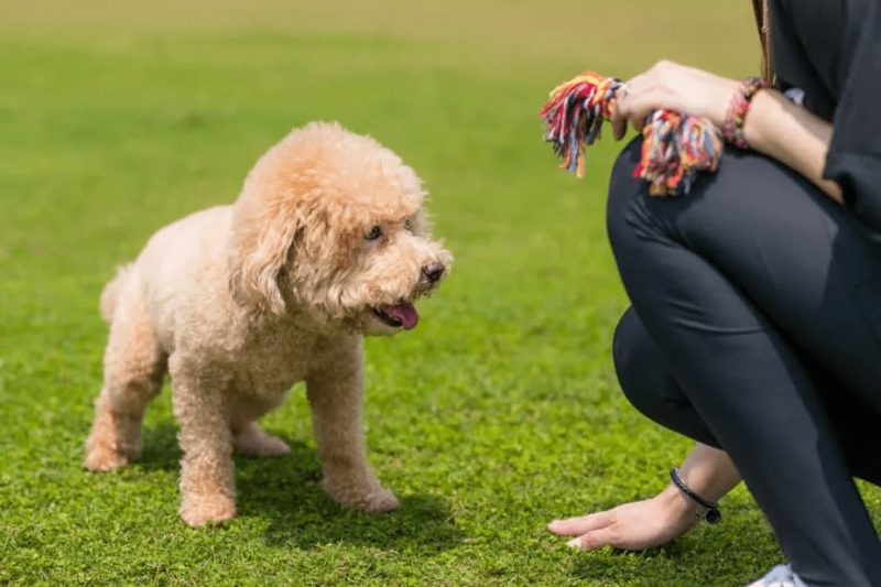 Poodle Dogs The Comprehensive Poodle Guide