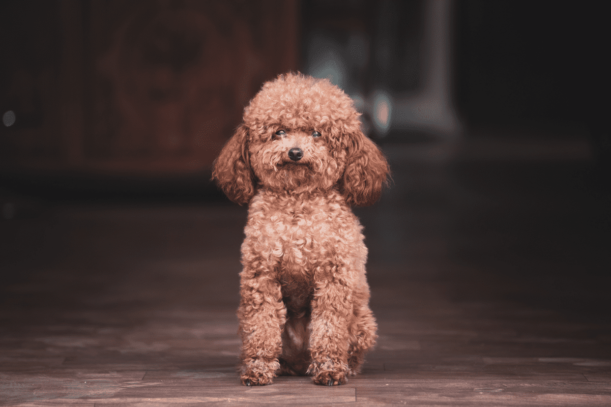 Miniature Poodle