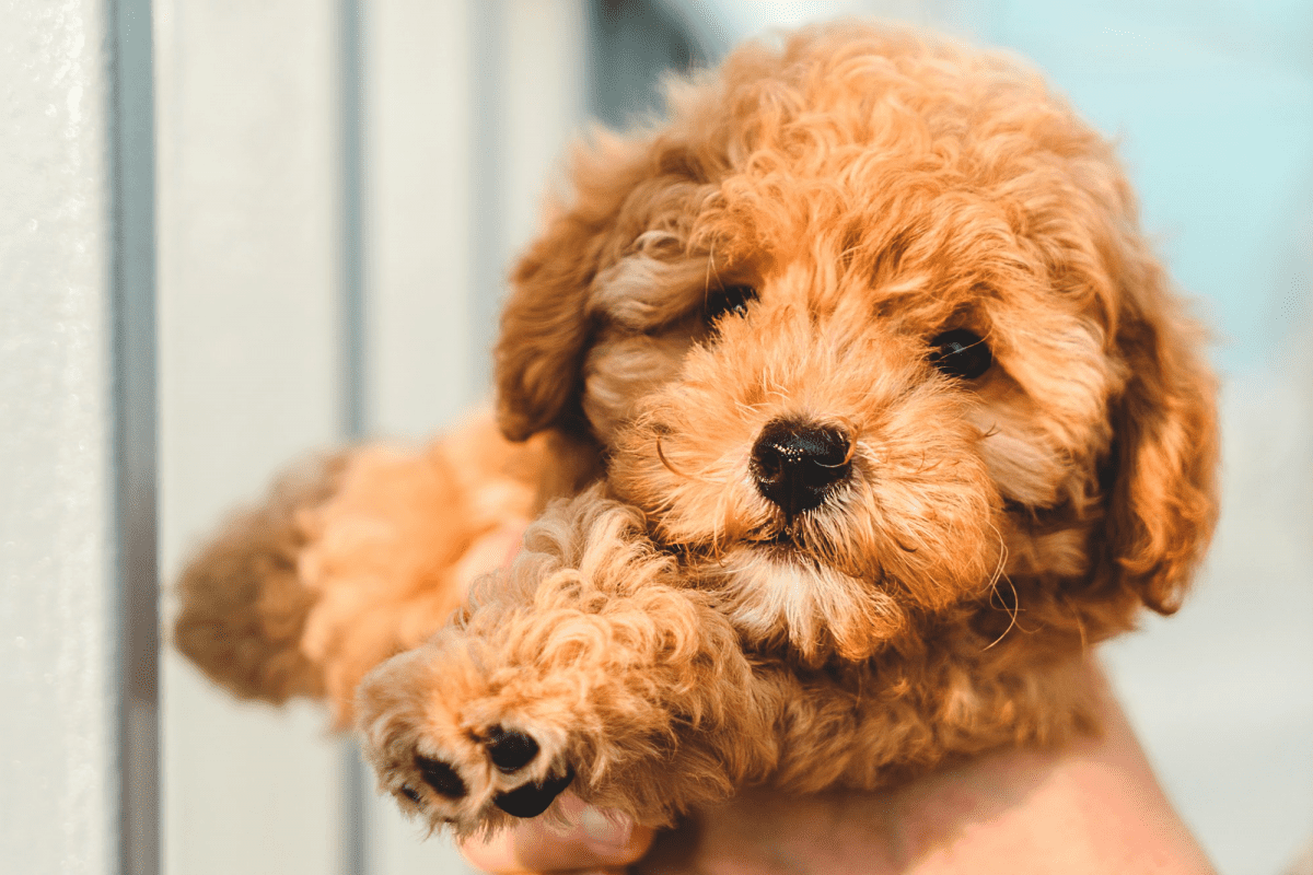 Poodle Puppy