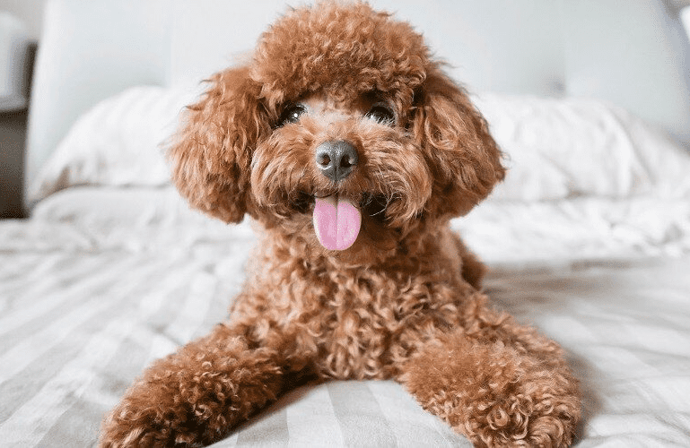 Poodle Temperament