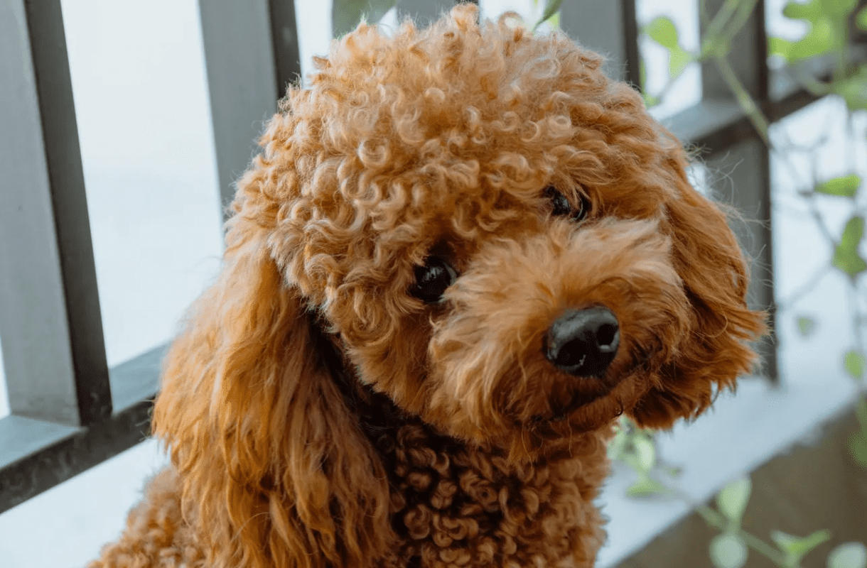 Poodles As Pets