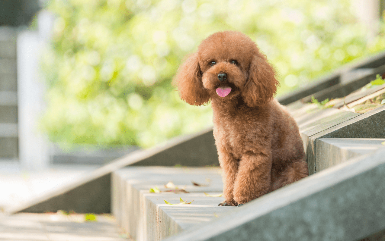 how long have poodles been around