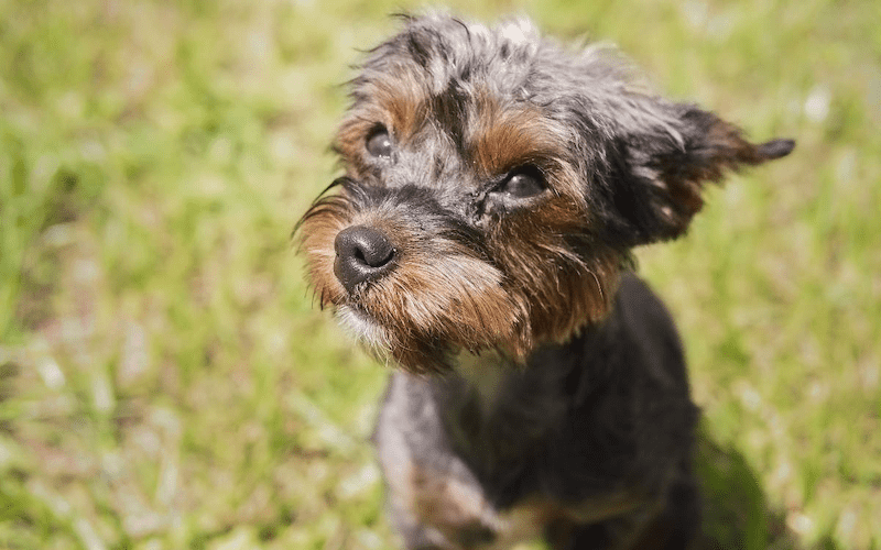 Are Yorkipoo's Hypoallergenic?