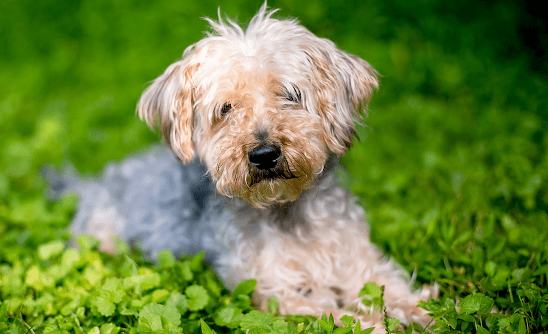 Grooming Yorkipoo's