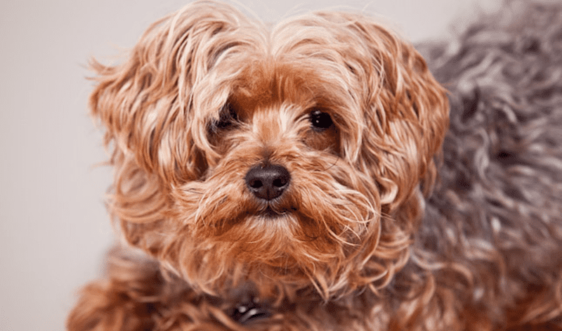 What is a Yorkipoo?
