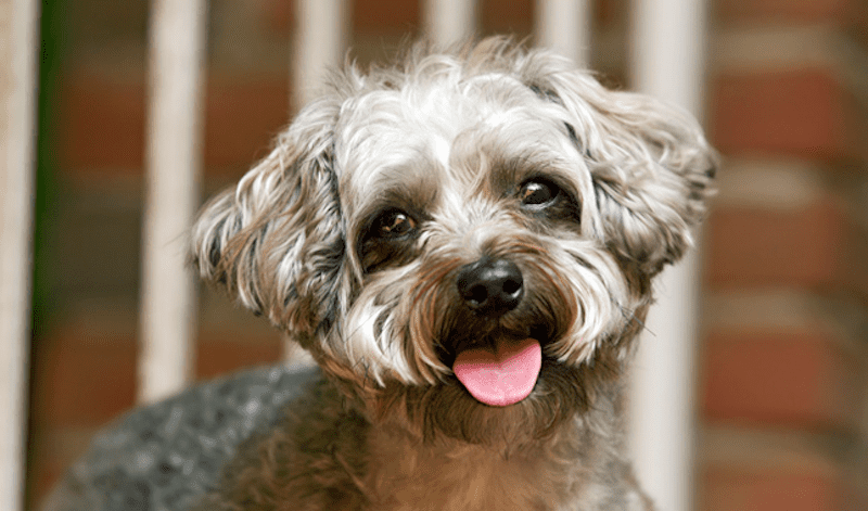 Yorkipoo Appearance