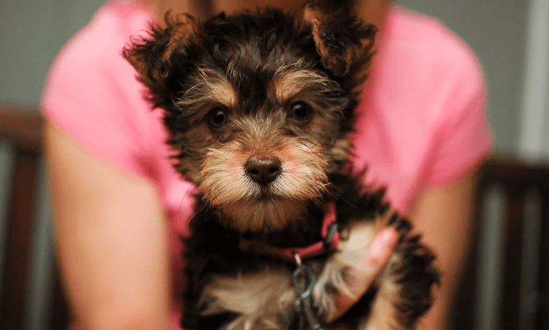 Yorkipoo As pets