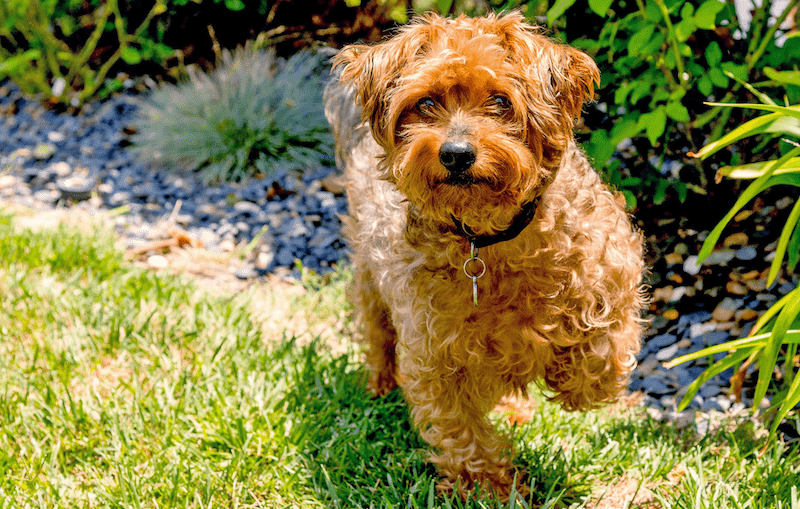 Yorkipoo Dog Breed