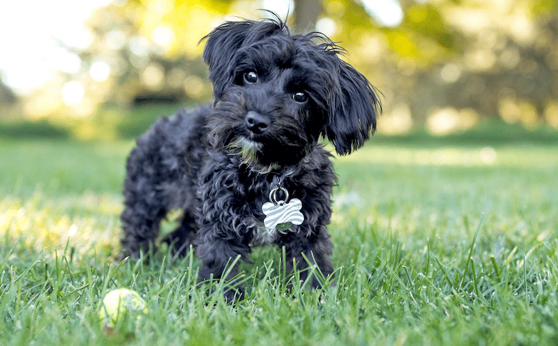 Yorkipoo Exercise Requirements