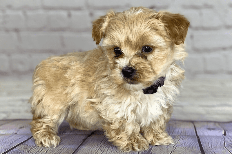 Yorkipoo Puppies