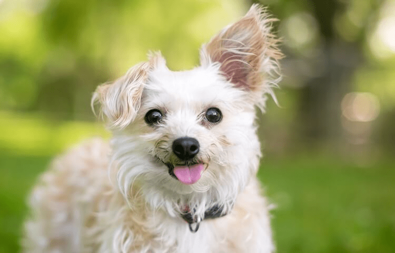 Yorkipoo Temperament