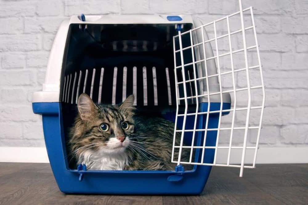 How to get a cat into a cat carrier faq