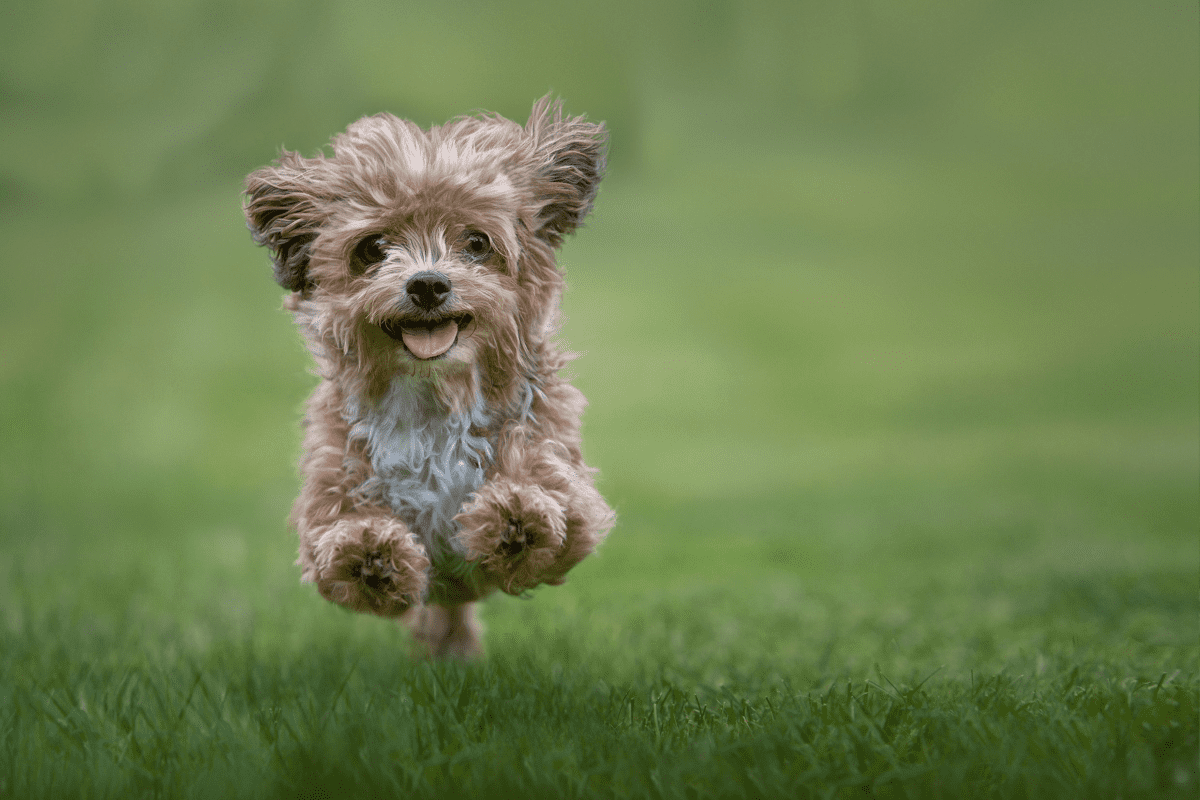 Hypoallergenic Dogs: The Best Dog Breeds For People With Allergies