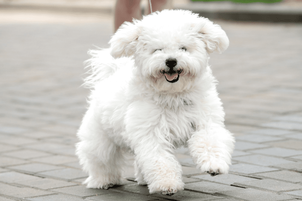 Bichon Frise