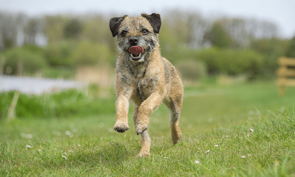 Border Terrier