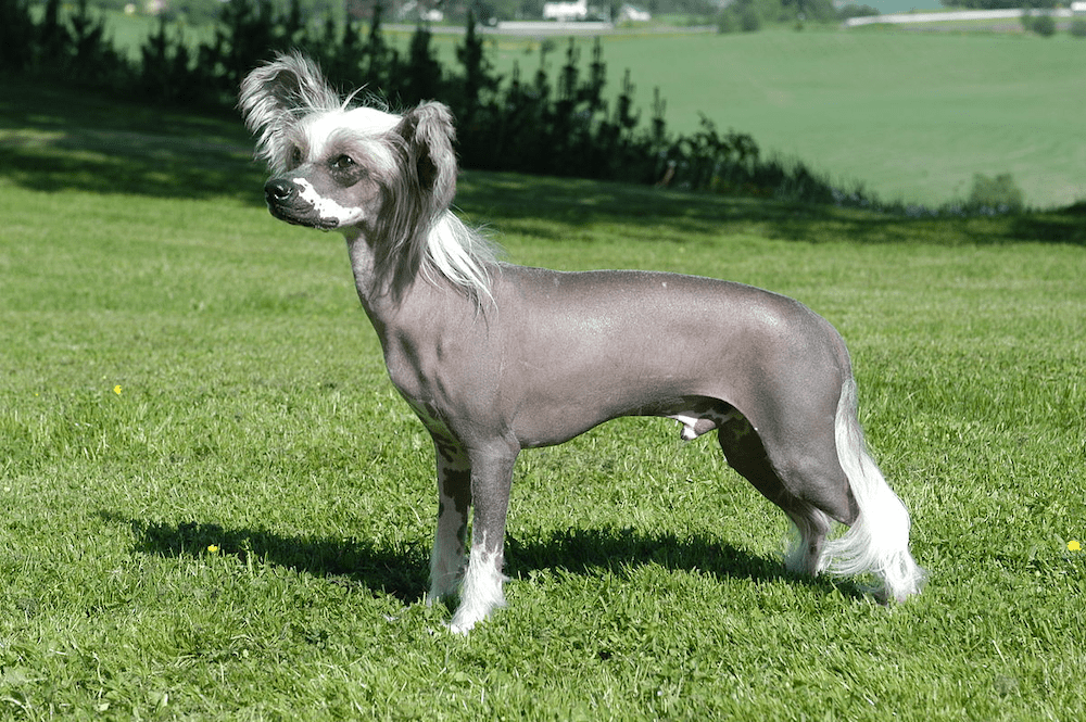 Chinese Crested