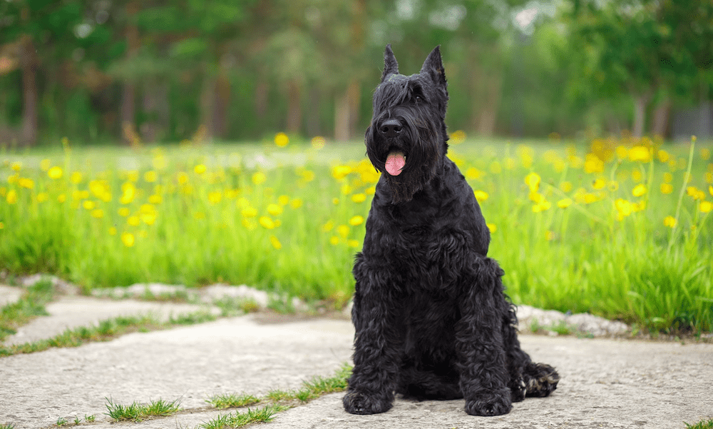 Giant Schnauzer