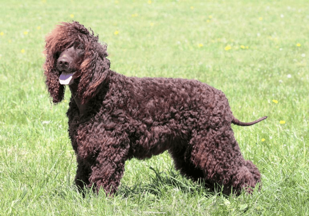 Irish Water Spaniel