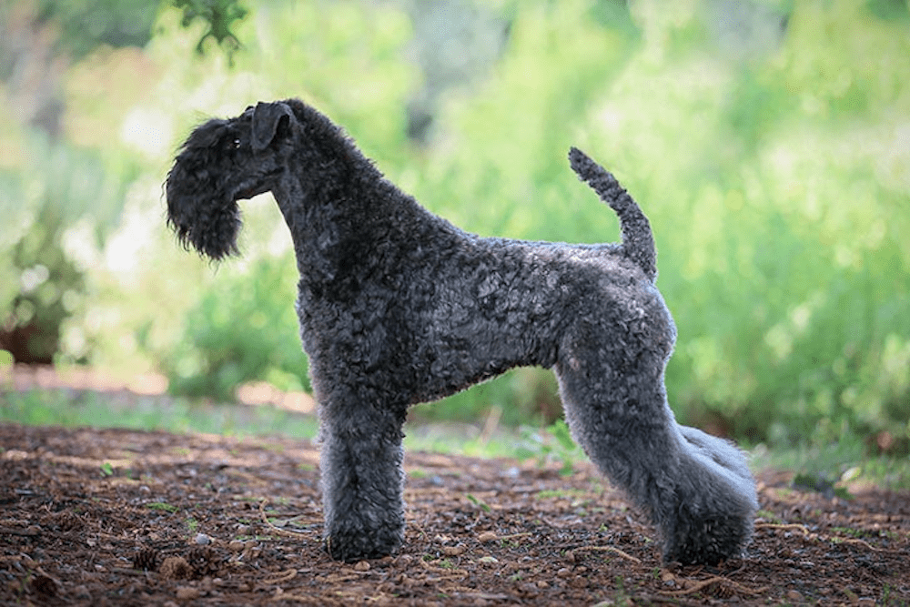 Kerry Blue Terrier