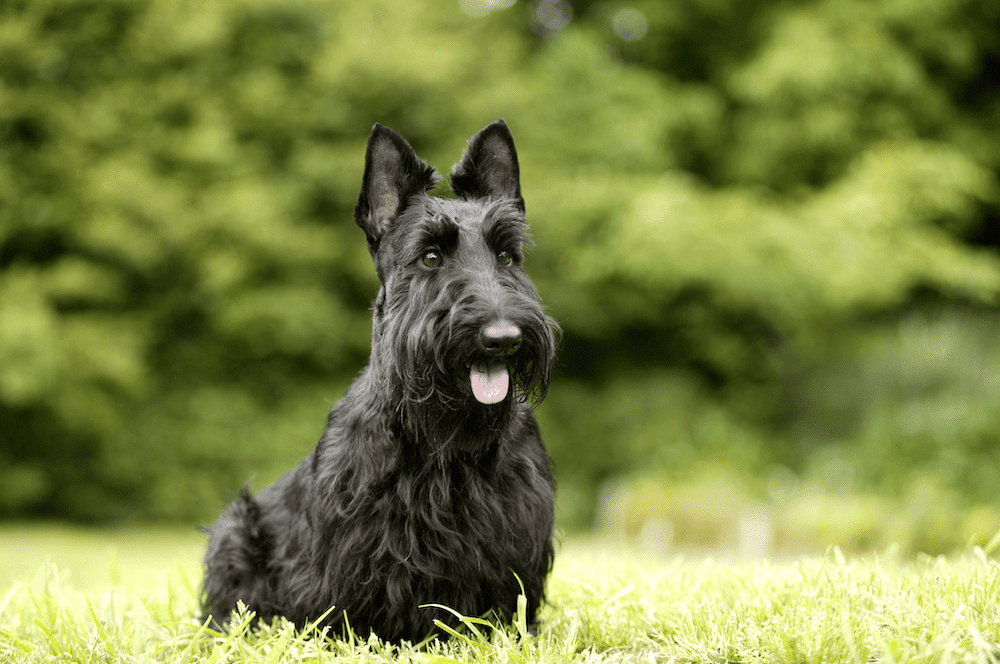 Scottish Terrier