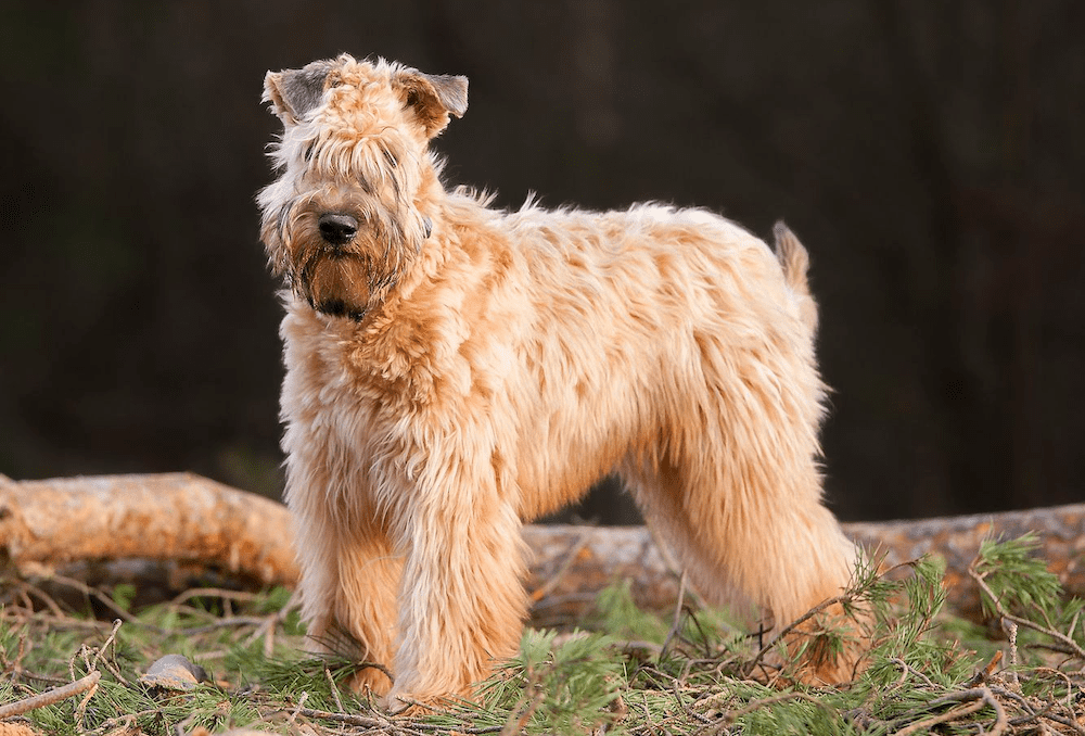 Soft Coated Wheaten Terrier