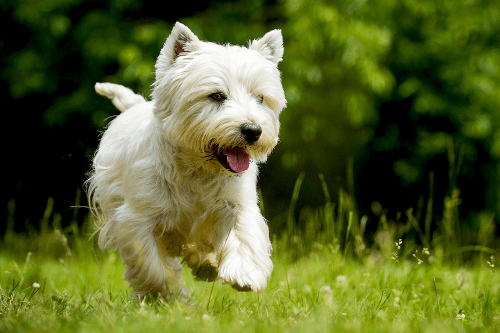 West Highland White Terrier