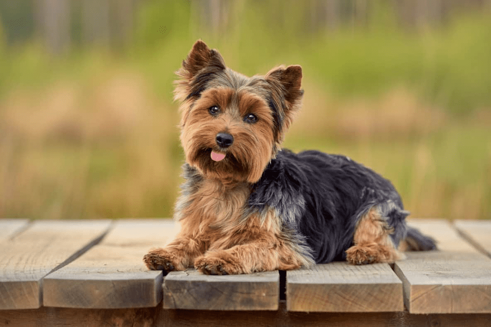 Yorkshire Terrier