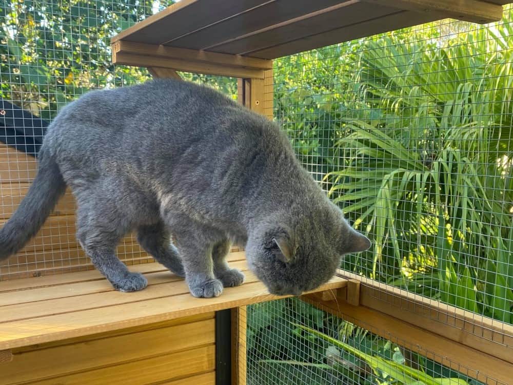 Catio Outdoor Cat Enclosures