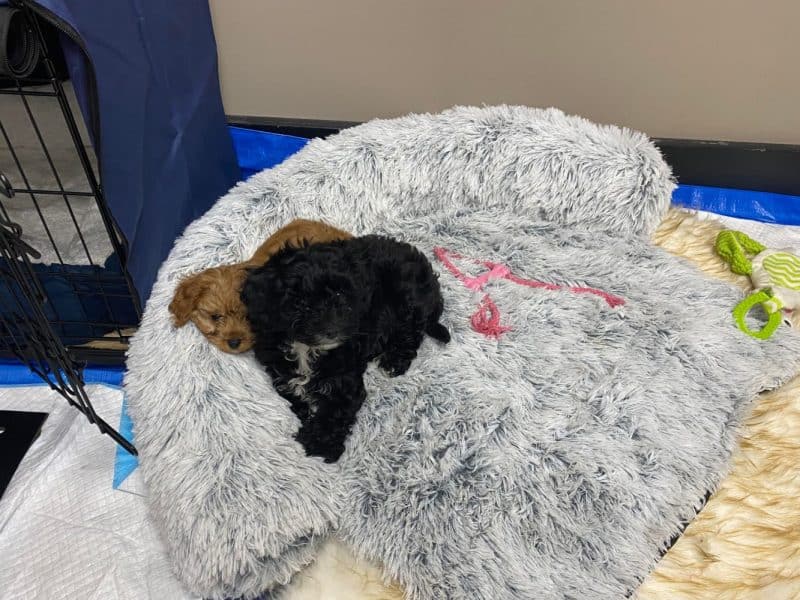Cavoodle puppies on Marley Bed