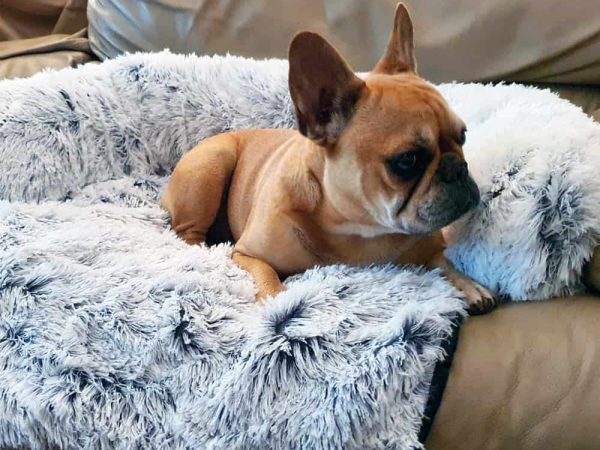 Marley dog bed