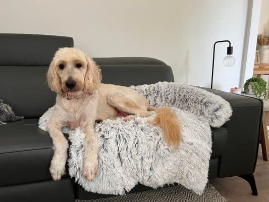 Buy Marley Lounger Cat Bed - $59 For Medium & Large Dog Beds