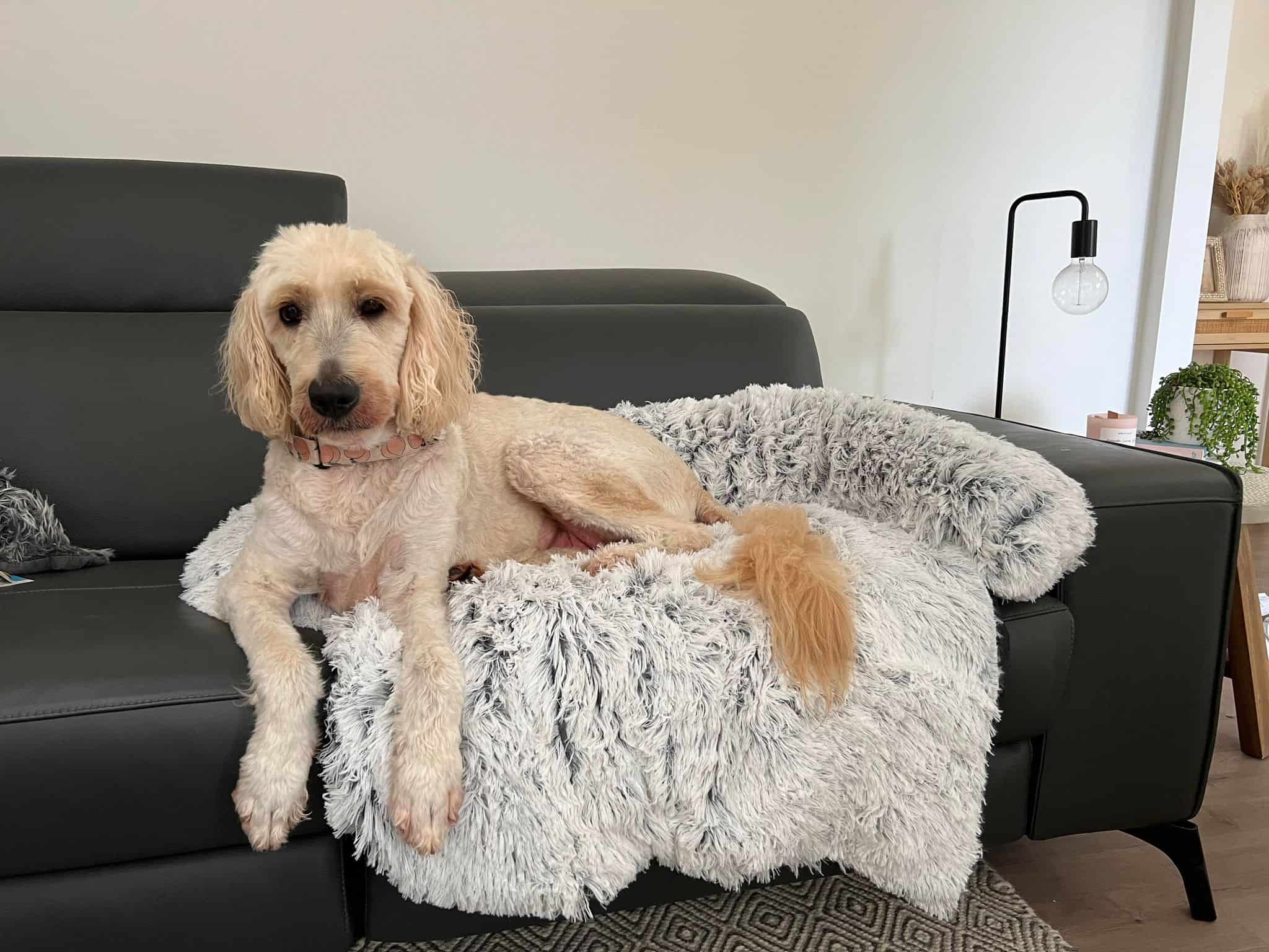 Marley dog lounger