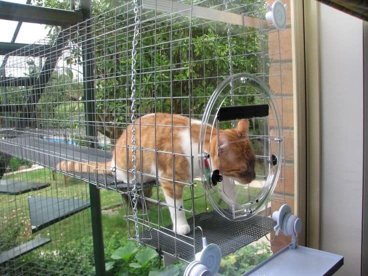 Cat in cat tunnel