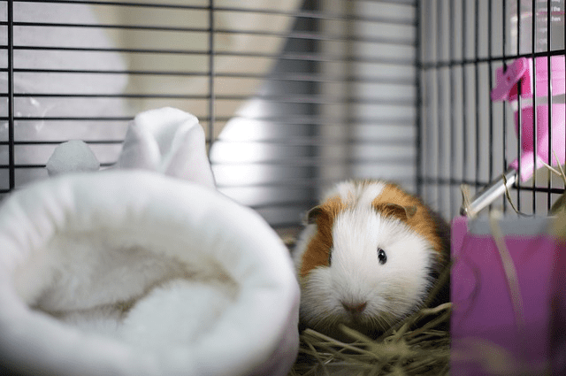 Best Guinea Pig Cage