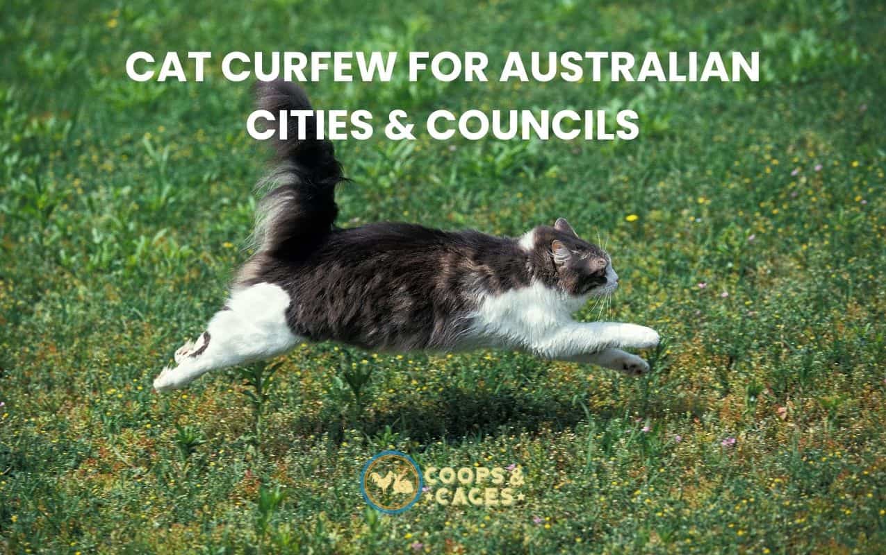 Cat Curfew for Australian Cities & Councils