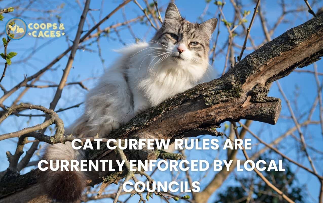 Cat curfew rules are currently enforced by local councils