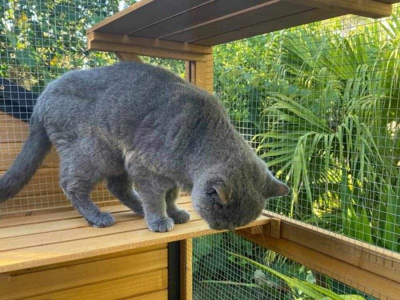 Cat Run And Enclosures For Sale In Australia Coops And Cages