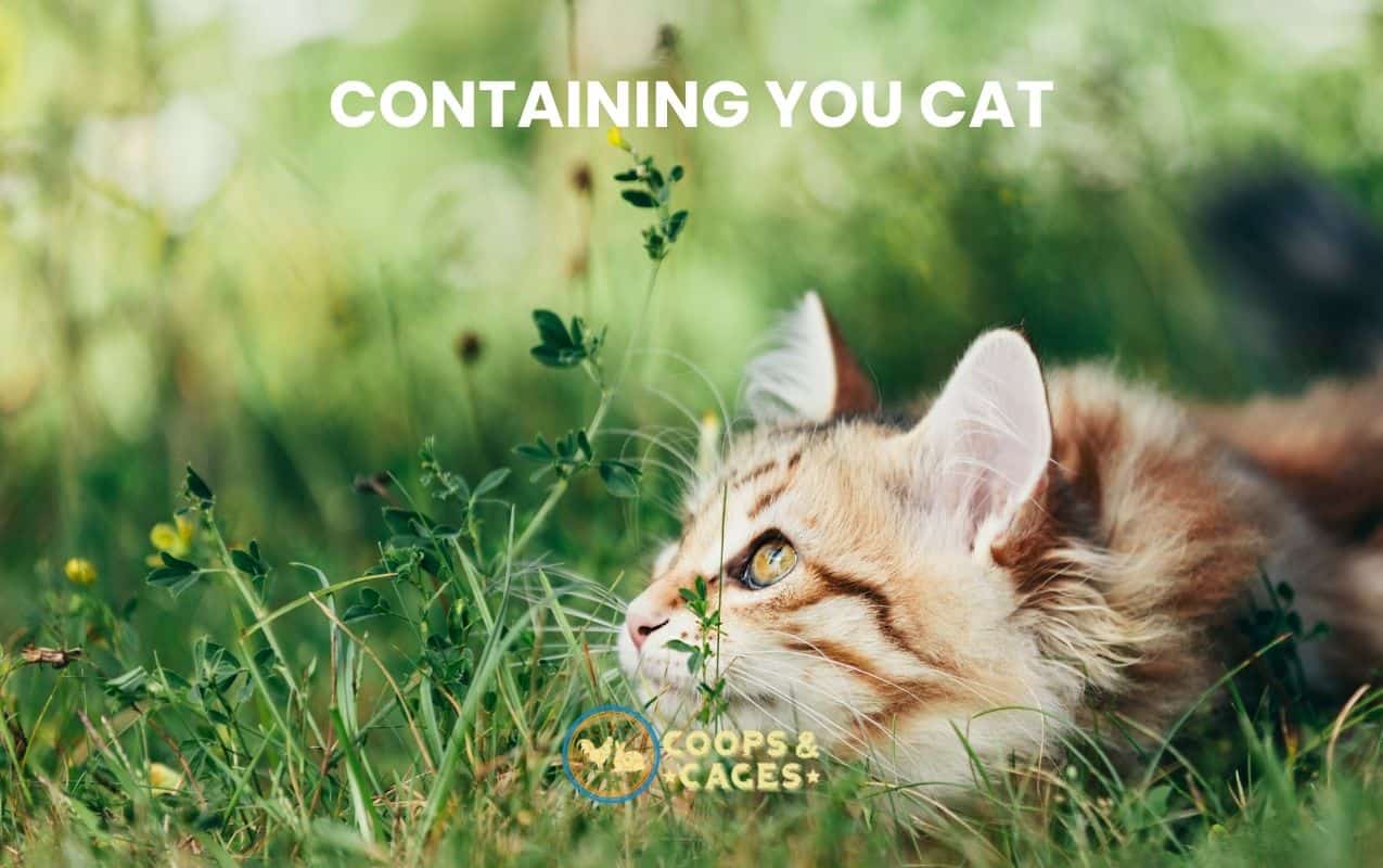 Containing you cat