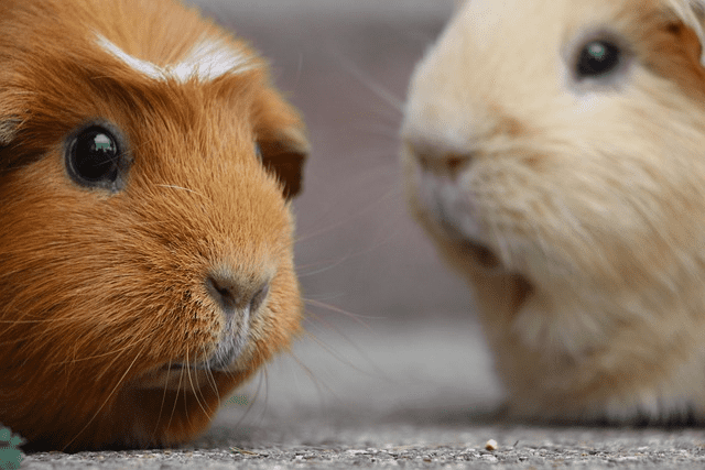 What to Look for in a Guinea Pig Cage